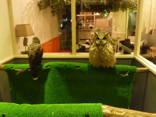 Illustration for article titled Who Thinks Japan's Owl Cafes Are a Hoot?